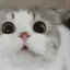 냥냥 서버 디코서버 아이콘