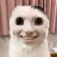 밤 고양이