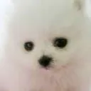 # 🐶 DOGㅣfree tag server 아이콘