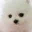 # 🐶 DOGㅣfree tag server 디코서버 아이콘