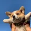 시바단 🐕 디코서버 아이콘