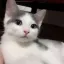 Distarry 디코서버 아이콘