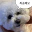 롤악귀 디코서버 아이콘