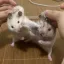 찹쌀카페 디코서버 아이콘