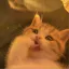 🐾 𝑪𝒂𝒕 𝑳𝒐𝒖𝒏𝒈𝒆 🐱 디코서버 아이콘