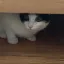 The wild cat's den ㅣ 삵의 소굴 디코서버 아이콘