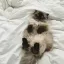 고양이 카페 디코서버 아이콘