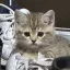 『고양이 카페』 디코서버 아이콘