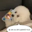 발로하는 강아지들 디코서버 아이콘