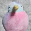 이사리와 친구들 디코서버 아이콘