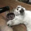캣타워 디코서버 아이콘