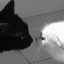 ねこ 디코서버 아이콘