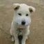 응아니야 디코서버 아이콘
