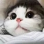 비디바디부 디코서버 아이콘
