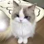 묘 연 디코서버 아이콘