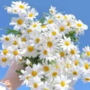 보람 거리✨ 디스코드 서버 아이콘