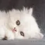 😺 고양이 카페 디코서버 아이콘